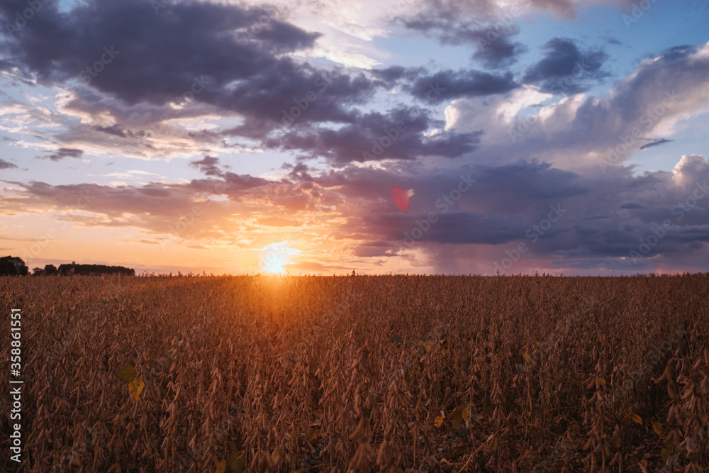 sunset, soy, agriculture, plantação de soja, rural soy sunset, soy, agriculture, plantação de soja, rural soy