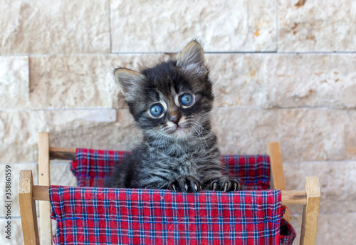 Pet animal cute tabby kitte...