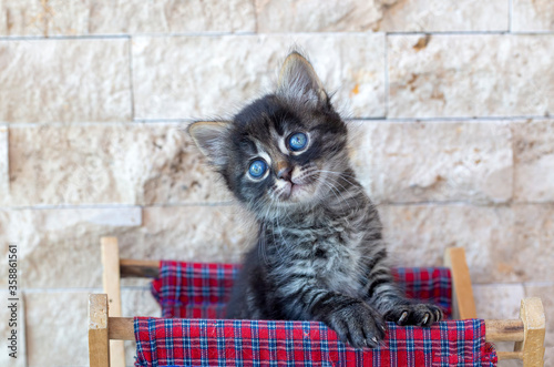 Pet animal cute tabby kitte...