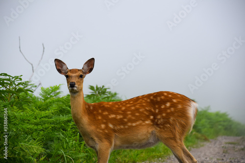 Wild Ezo deer in pristine forest, Shiretoko National Park, Hokkaido, Japan.