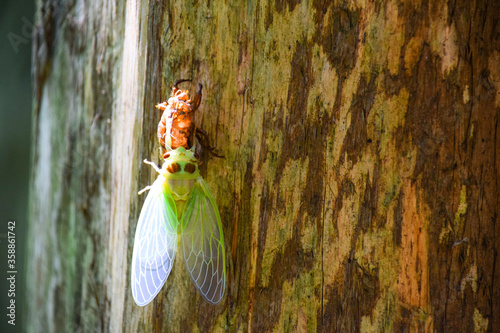 Cicada on tree trunk in Shiretoko National Park, Hokkaido, Japan. photo
