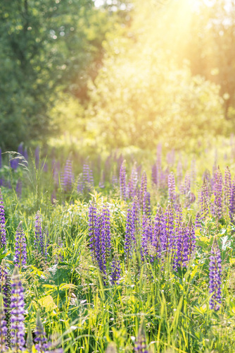 Blooming lupine flowers . Lakeside lupins in blossom. Field of lupins. Colorful lupinus of pink, violet, blue, white, yellow. Beautiful sunset. Lupine in full bloom. Bunch of lupins.