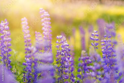 Lupinus  lupin  lupine field with pink purple and blue flowers. Bunch of lupines summer flower background