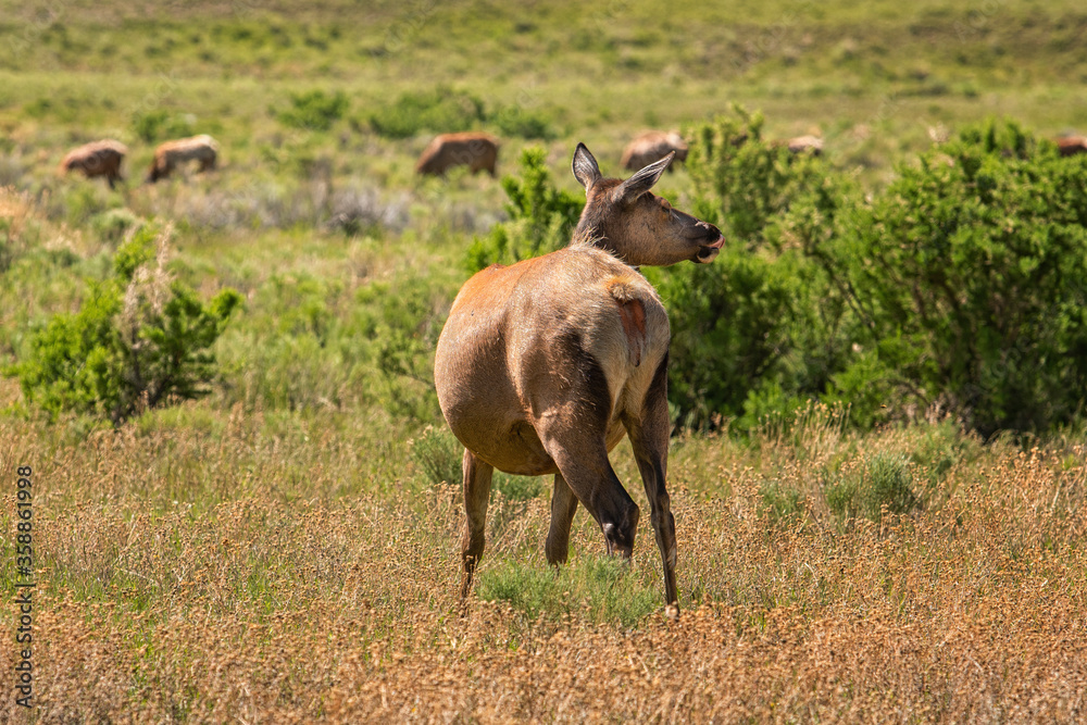 Elk cow in Yellowstone Park.