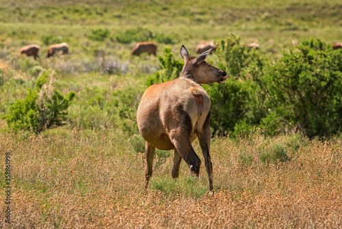 Elk cow in Yellowstone Park. © Pete