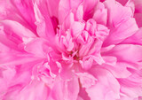 beautiful pink peonies close-up. Flower petals