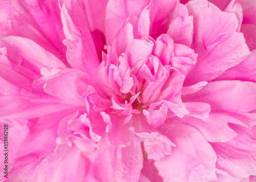 beautiful pink peonies close-up. Flower petals