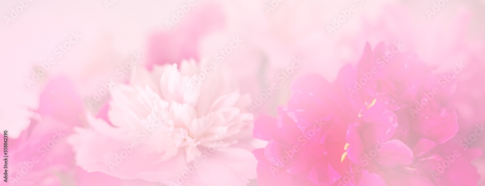 Summer blossoming delicate peony frame, blooming peonies flowers festive background, pastel and soft floral card, selective focus, toned