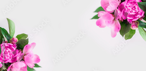 Fototapeta Naklejka Na Ścianę i Meble -  background with pink peonies. Blooming summer banner