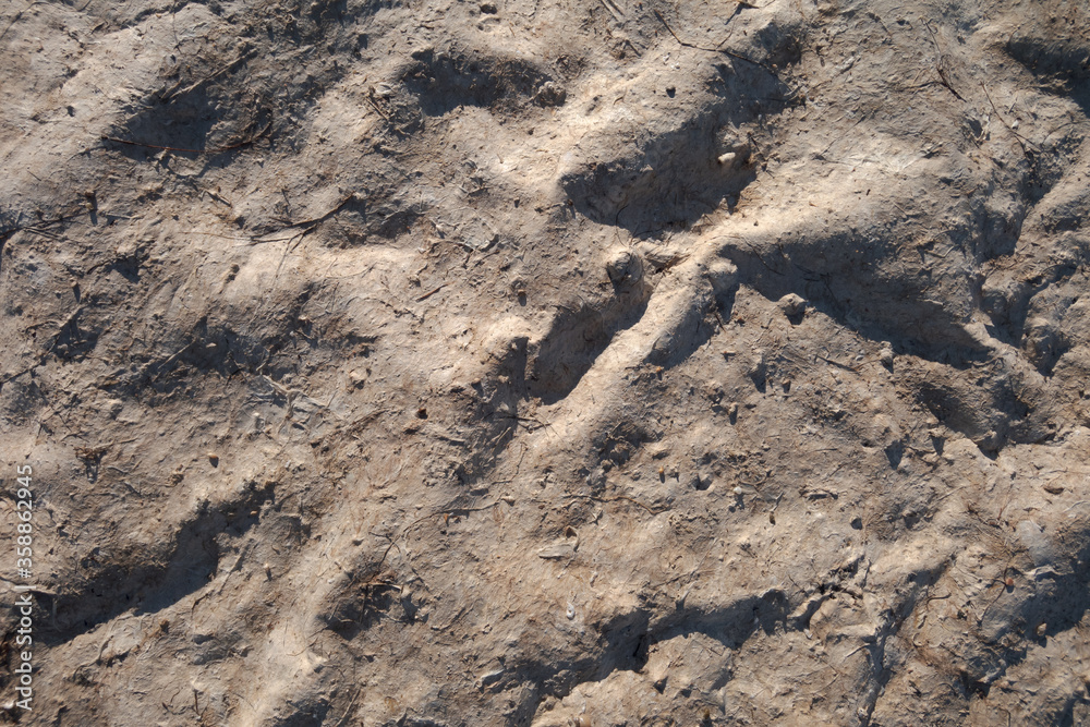 Dry bottom with algae after low tide. Abstract background. Dry bottom with algae after low tide. Abstract background.