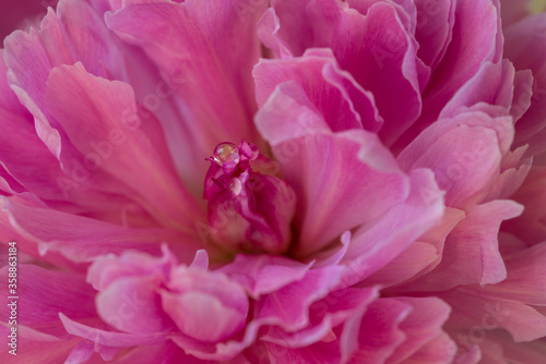  Delicate petals of pink peony with a drop of dew, close-up and with a small depth of field.