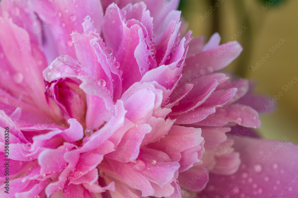  Delicate petals of pink peony covered with drops of dew, close-up and with a small depth of field.