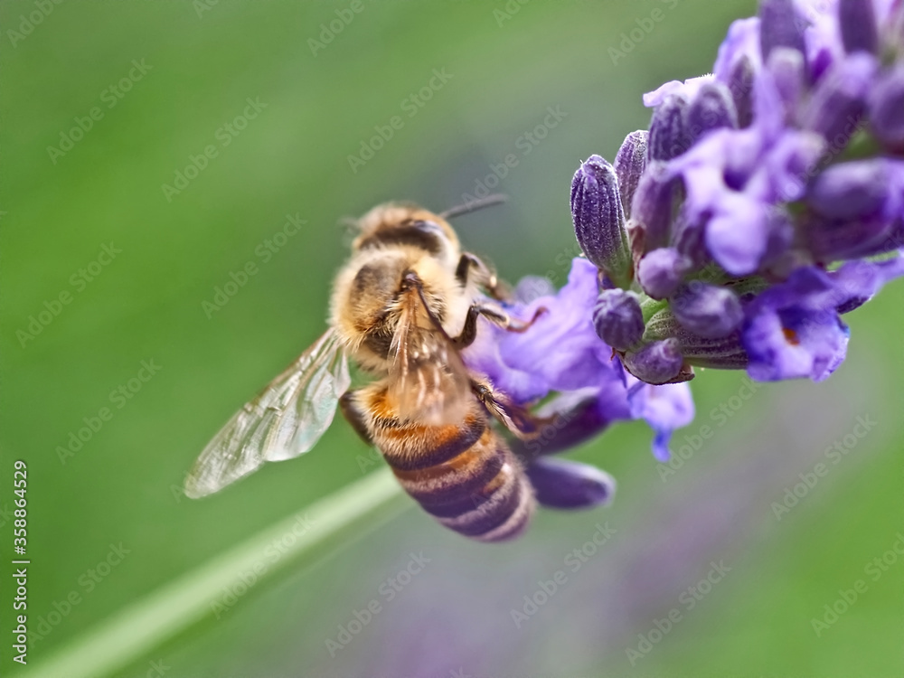 Closeup of a honey bee on a purple lavender flower Closeup of a honey bee on a purple lavender flower