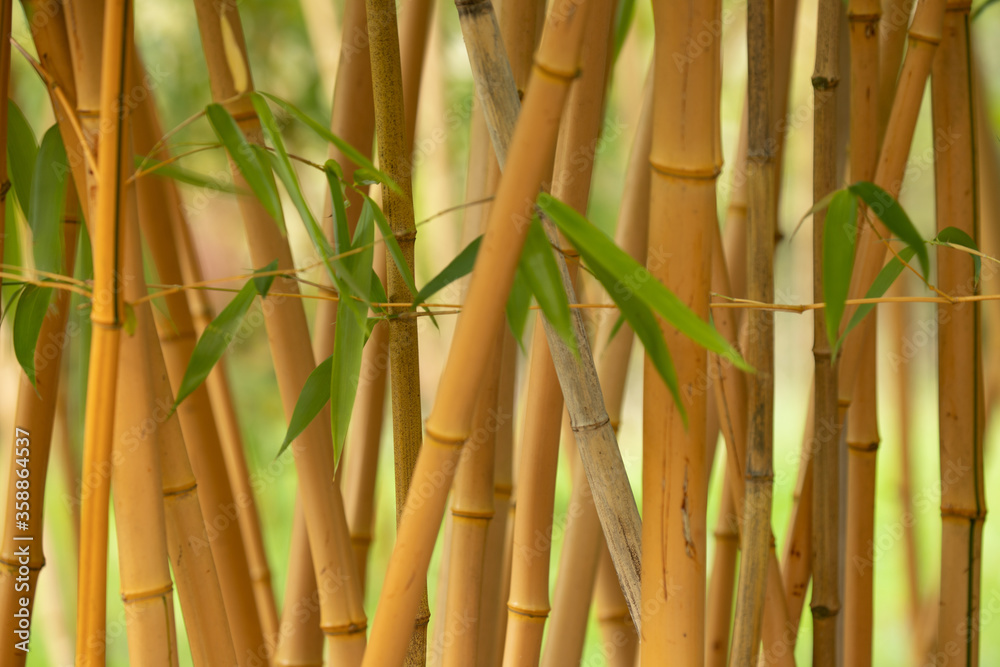 Fototapeta premium Bamboo thicket