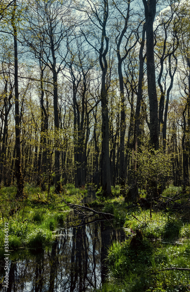 spring green forest and the reflection of tree trunks in the river spring green forest and the reflection of tree trunks in the river