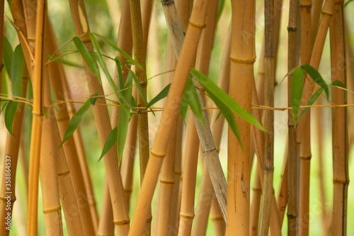 Fototapeta Naklejka Na Ścianę i Meble -  Bamboo thicket