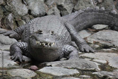 alligator in the zoo