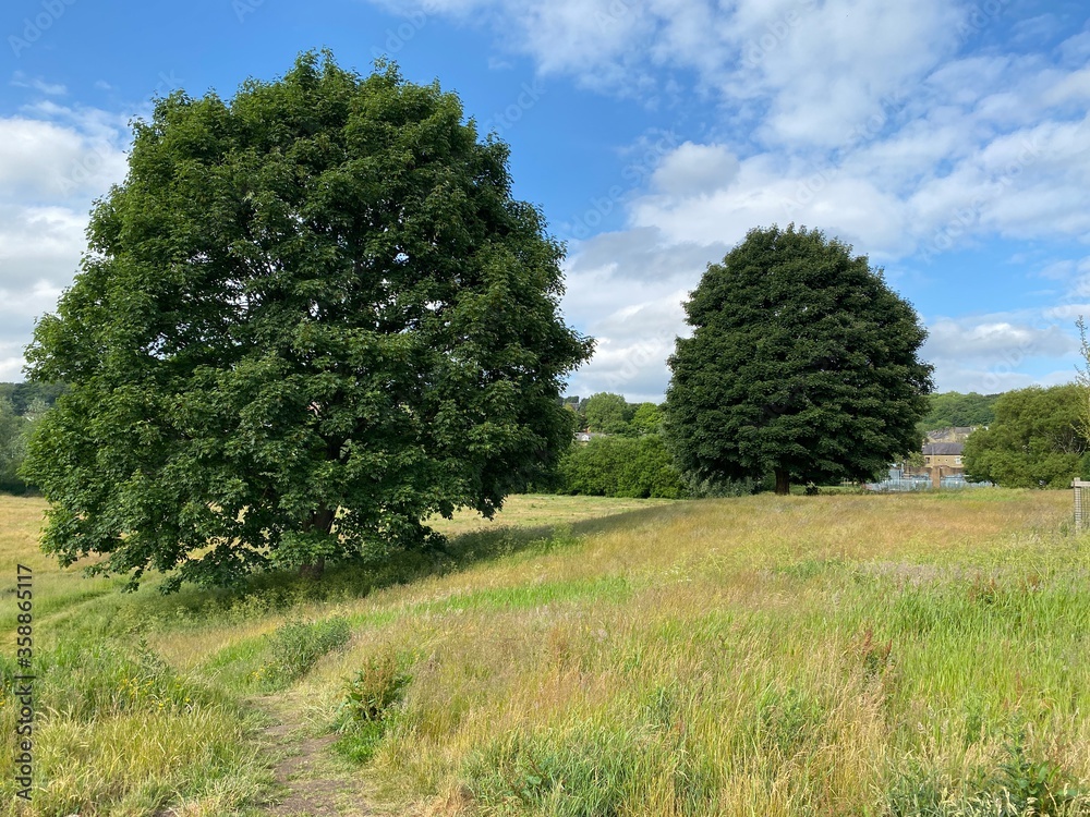 Meadow with long grass, and two old trees in, Shipley, Bradford, UK