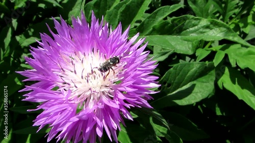 Multicolored flowers in the park in summer. photo