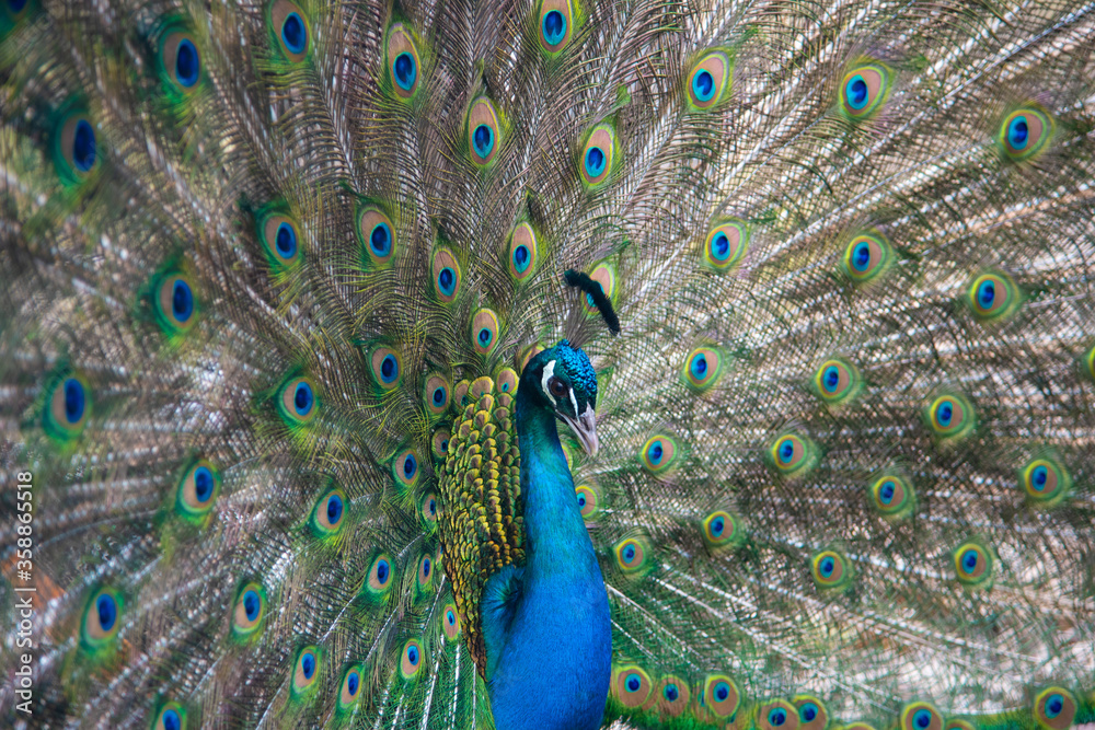 Fototapeta premium Peacock peafowl with open tail, beautiful representative