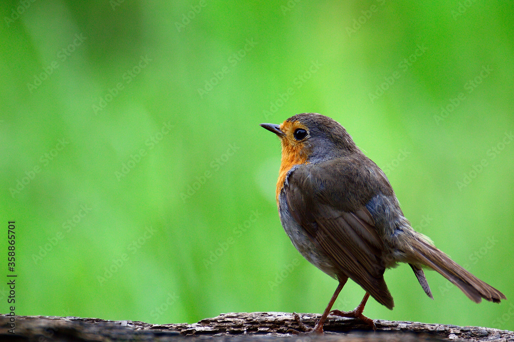 Fototapeta premium Erithacus rubecula