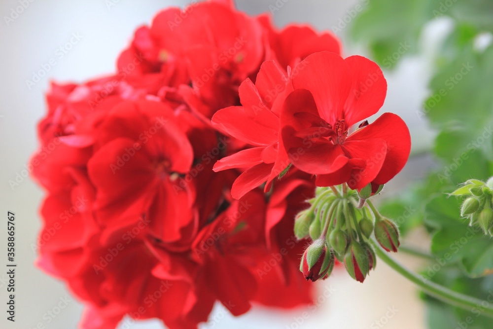 Red geranium flowers in the garden