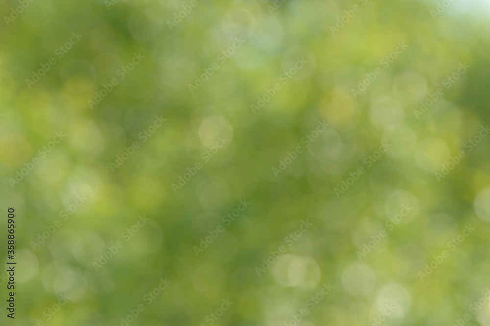Blurred bokeh nature background. Abstract natural backdrop of park or garden. Soft defocused photo of plants with leaves and stems. Tree, bush or grass made with bokeh effect.