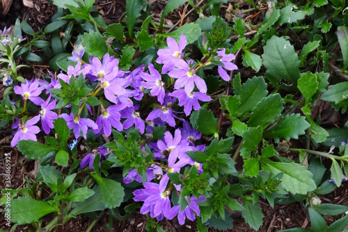 Groundcover Succulent