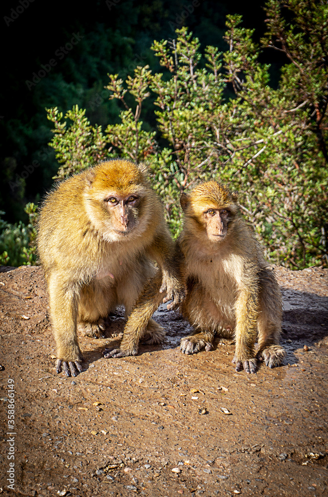 Fototapeta premium Wild Berber Monkey at Ozoud Waterfall in Morocco