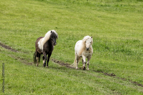 Two miniature horses in a pasture.