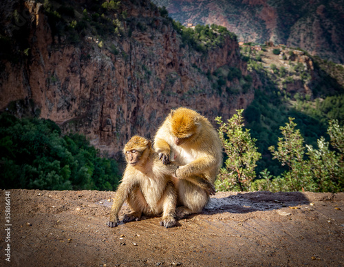 Wild Berber Monkey at Ozoud Waterfall in Morocco