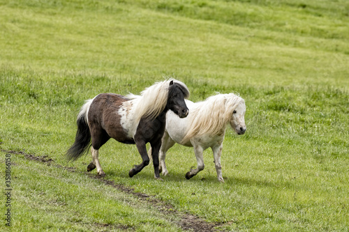 Two miniature horses are trotting along.