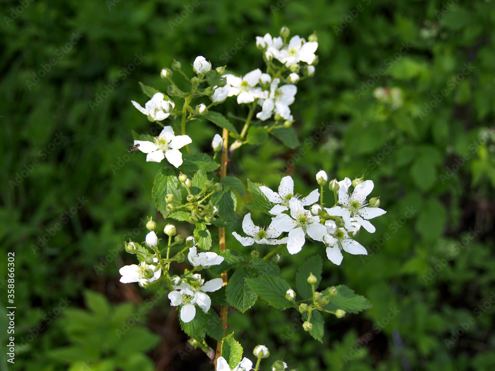 Plentiful blossoming of Hybrid of blackberry and raspberry Plentiful blossoming of Hybrid of blackberry and raspberry