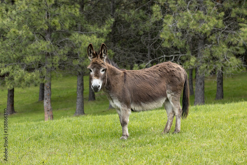 Side view of a miniature donkey.