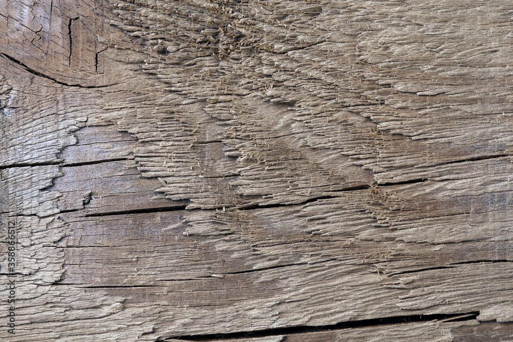 Fototapeta premium old wooden board, background, macro shot