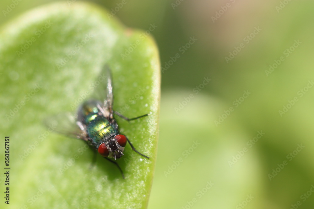 Lucilia sericata. Un díptero muy común.