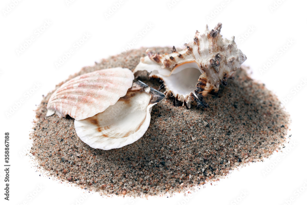 sea shells in the sand on a white background, isolated