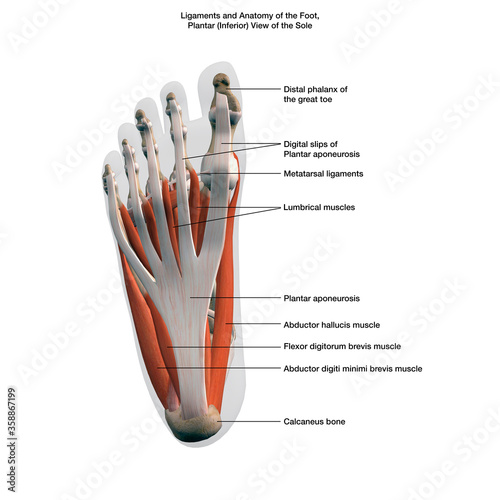 Vászonkép Ligaments and Anatomy of the Foot, Plantar View of the Sole with Labels on White