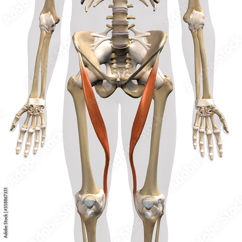 Sartorius Muscle Isolated in the Human Skeleton on a White Background photo