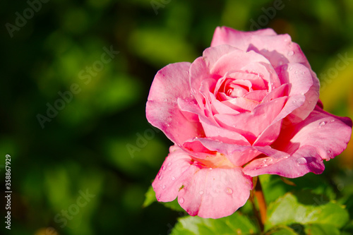 Fototapeta Naklejka Na Ścianę i Meble -  Pink rose bud with green leaves in background