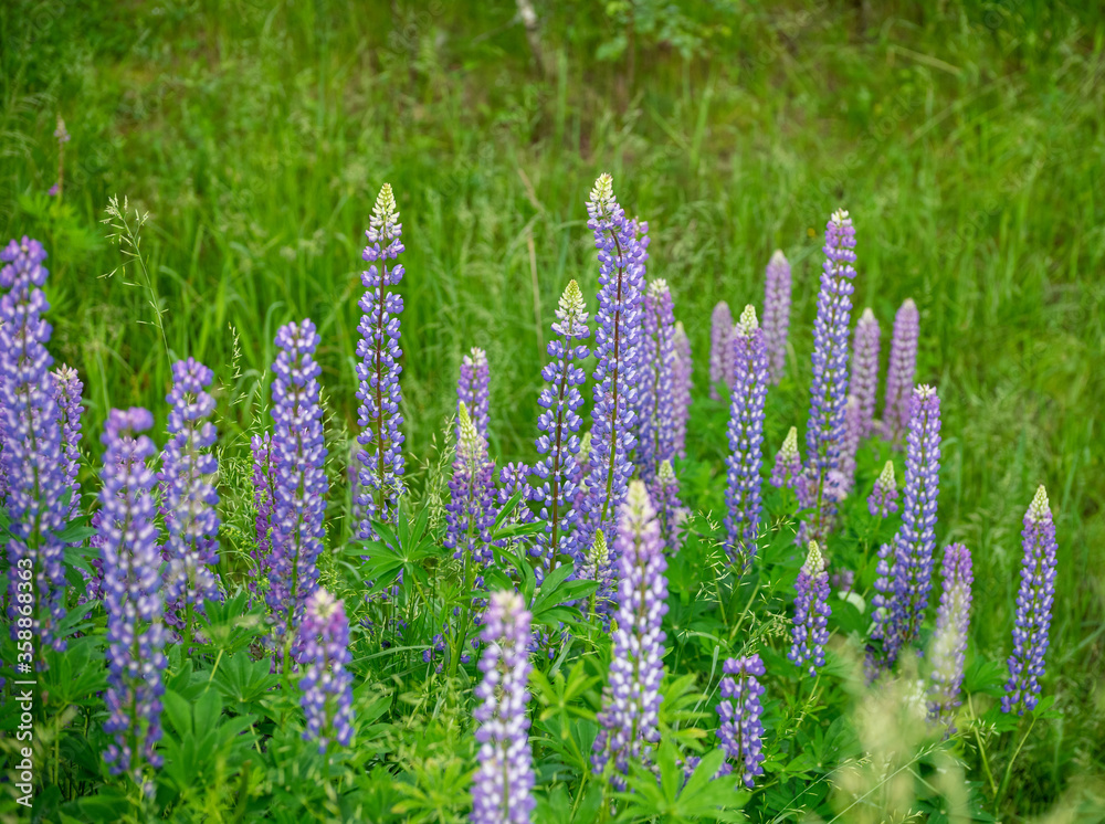 Beautiful blooming blue and pink lupine in the meadow Beautiful blooming blue and pink lupine in the meadow