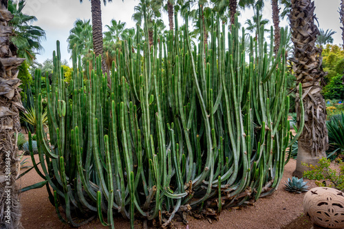 Morocco, Marrakech,  Le Jardin Majorelle, December 1, 2019: Amazing tropical gardens