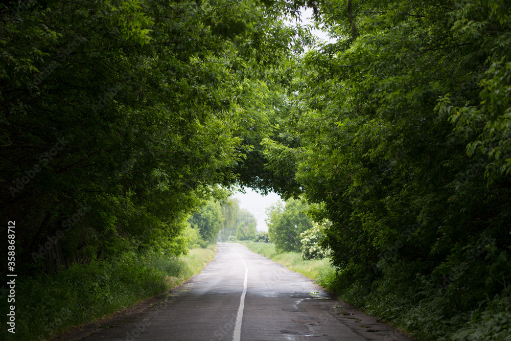 Obraz premium Road in the forest. Summer, it rained. Tree branches bend over the road and form a vibrant green arch. The country road goes into the distance. Trip to freedom.