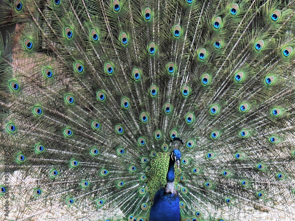 Obraz premium peacock with feathers