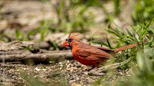 A male northern cardinal starting to molt. 