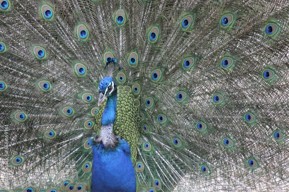 Obraz premium peacock with feathers out