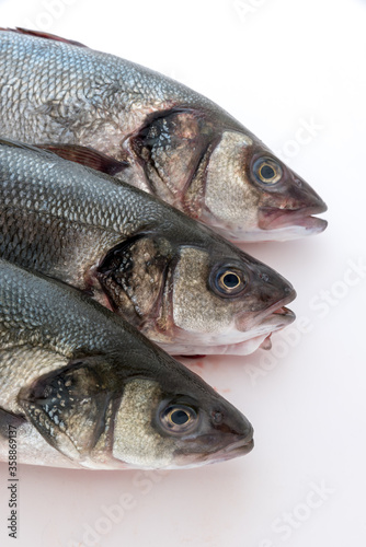 Sea bass with white background