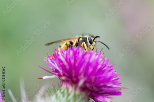 bee on a flower © Robrecht