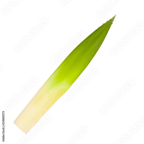 single fresh leaf of pineapple isolated on white background