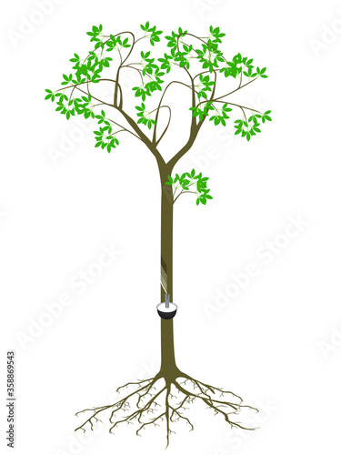 Rubber tree with roots on a white background.